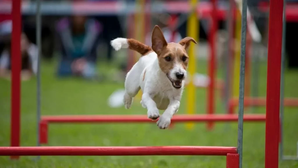 Jack Russel Terrier