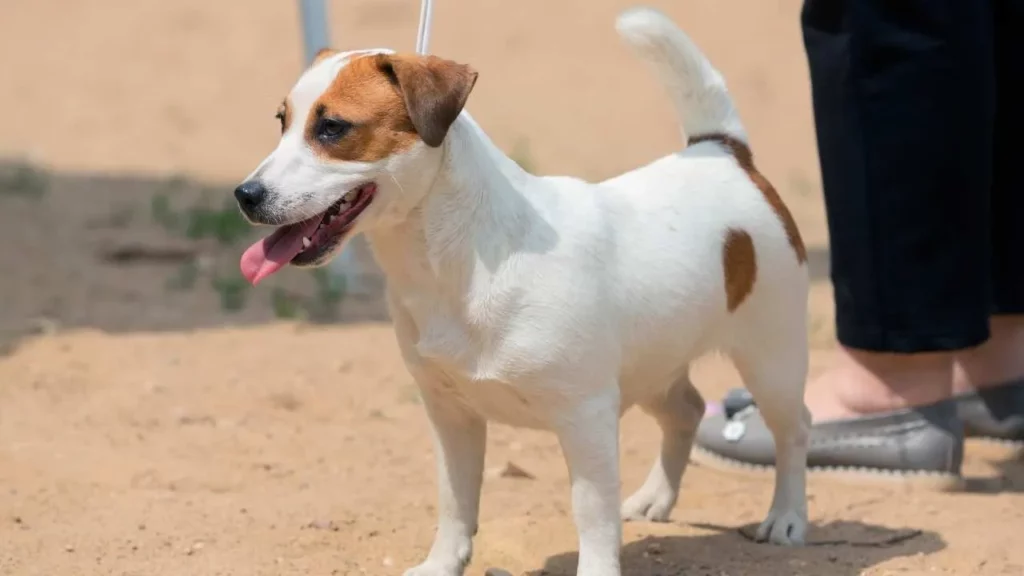 Jack Russel Terrier