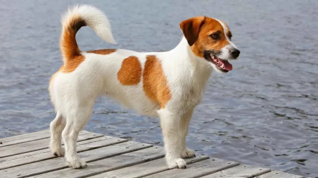 Jack Russel Terrier