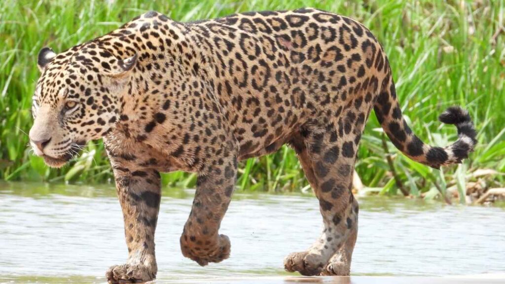Jaguar