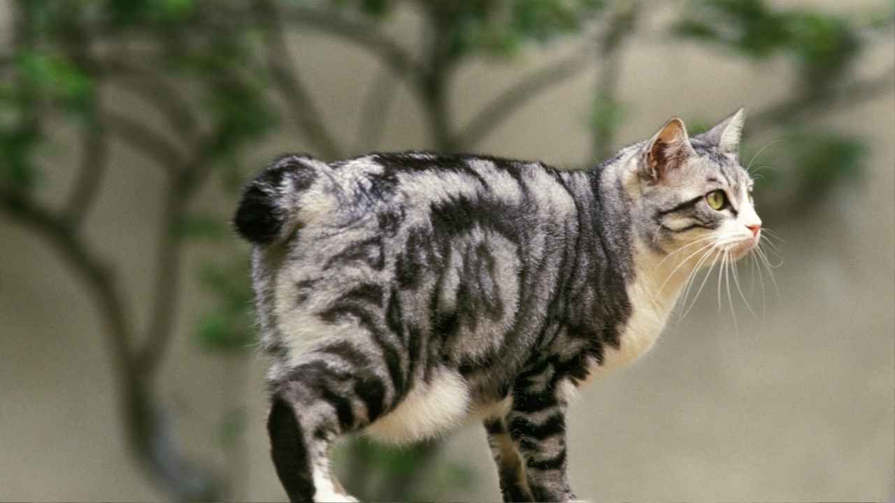 Japanese Bobtail