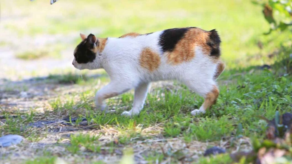 . Japanese Bobtail