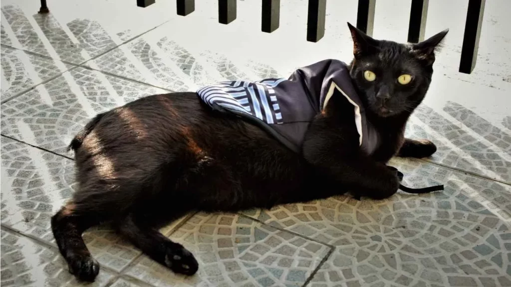 Japanese-Bobtail-4 Japanese Bobtail