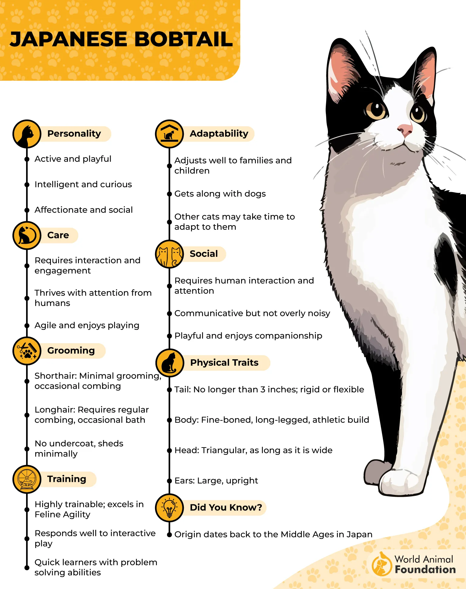 Japanese Bobtail Profile