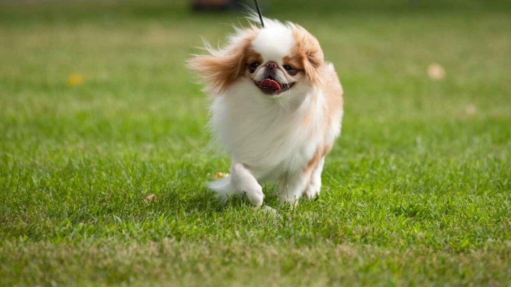 japanese chin