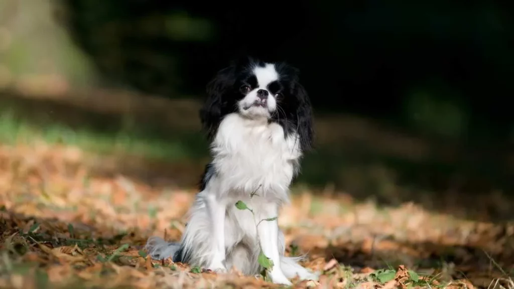 japanese chin