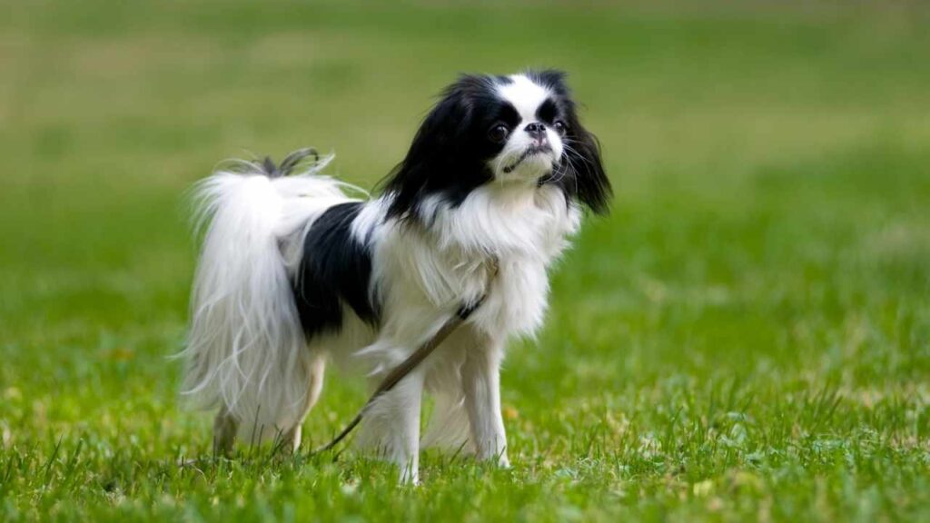 Japanese Chin​ Dog