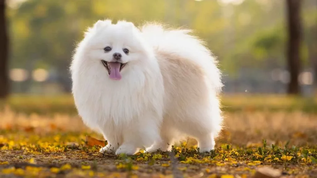 Japanese Spitz
