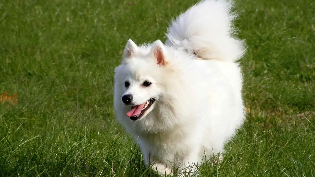 Japanese Spitz