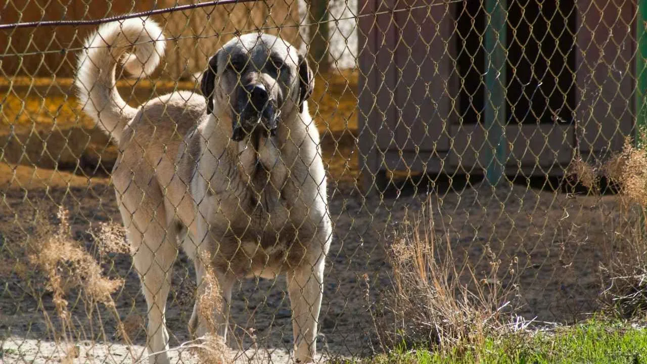 Kangal