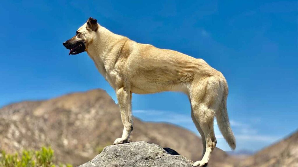 Kangal