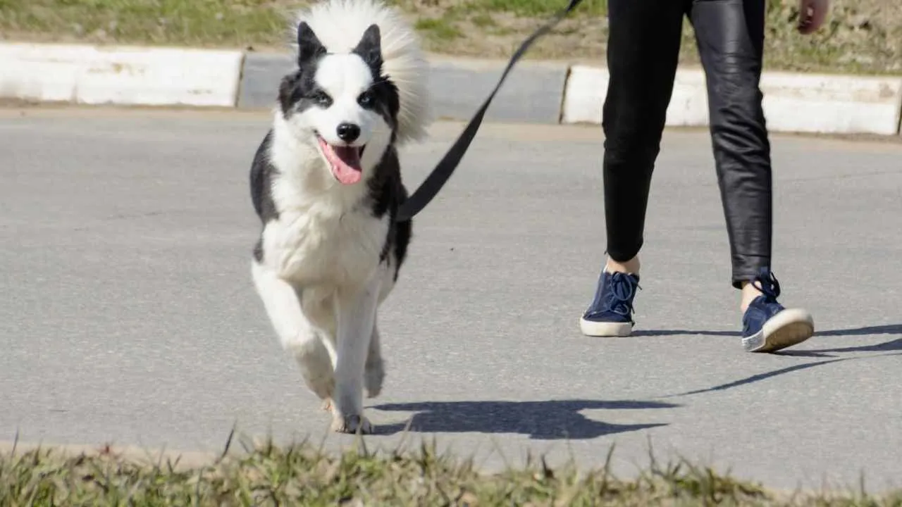 Karelian Bear Dog