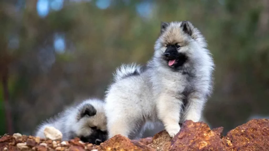 Keeshond-2