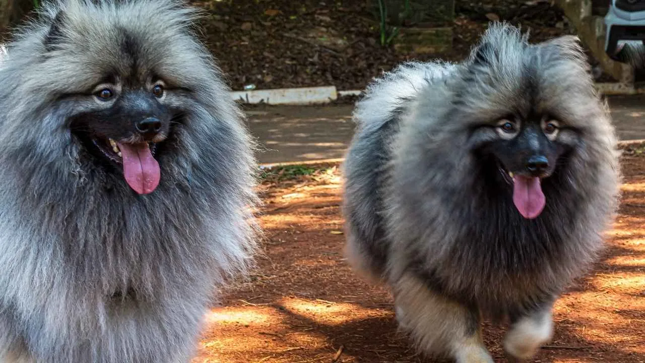 Keeshond