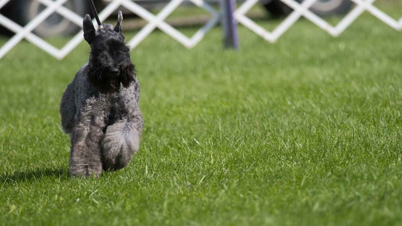 Kerry Blue Terrier