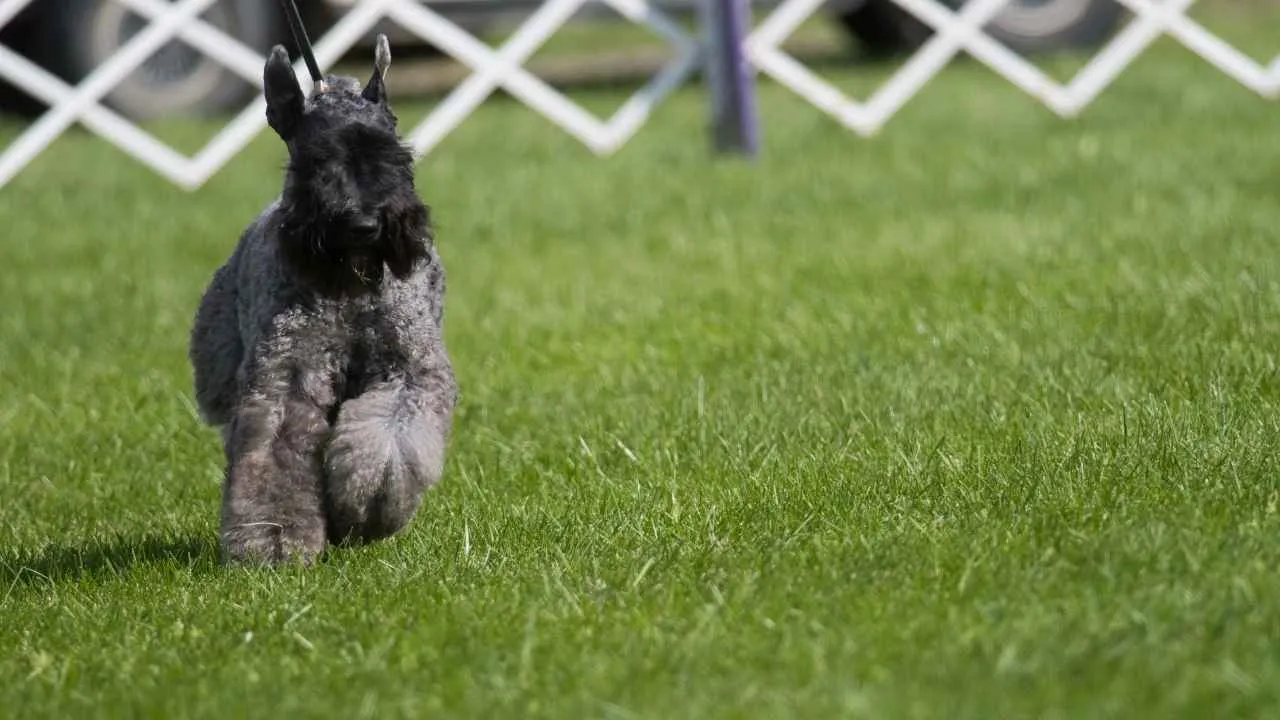 Kerry Blue Terrier