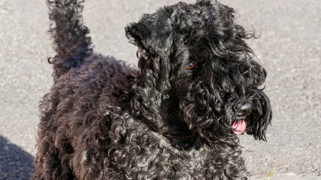 Kerry Blue Terrier