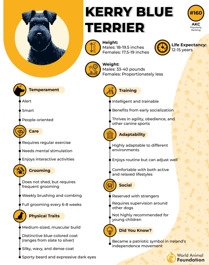 Kerry Blue Terrier