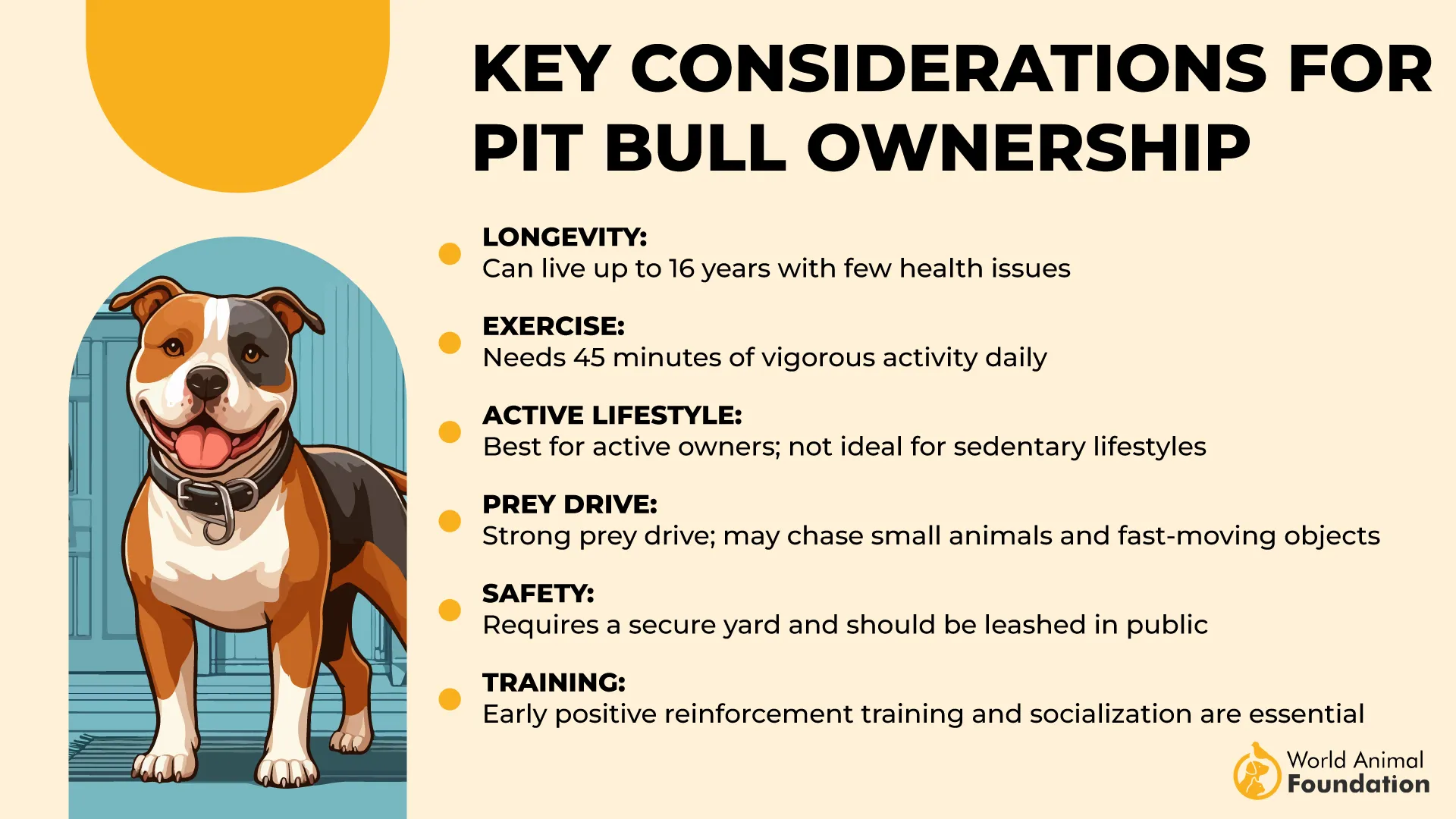 Key Considerations for Pit Bull Ownership-01
