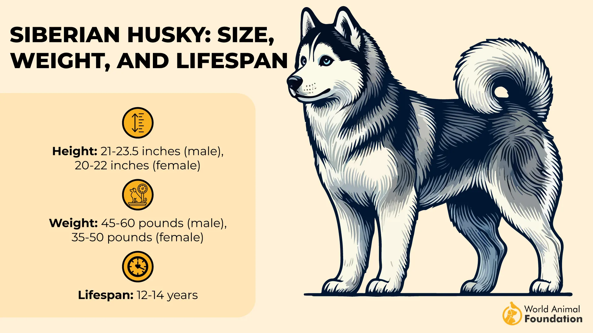 Key Stats of Siberian Husky-01