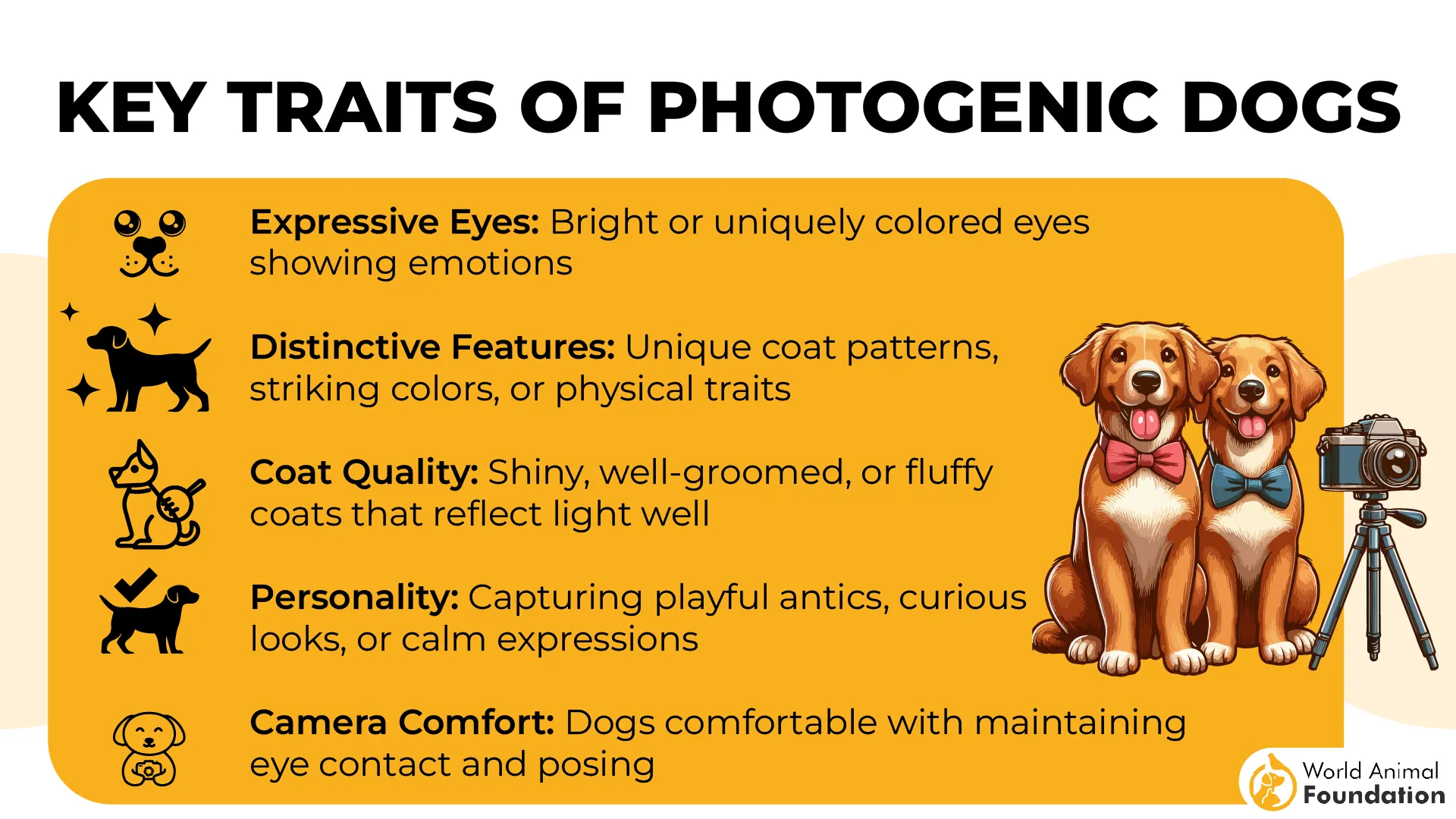 Key Traits of Photogenic Dogs-01