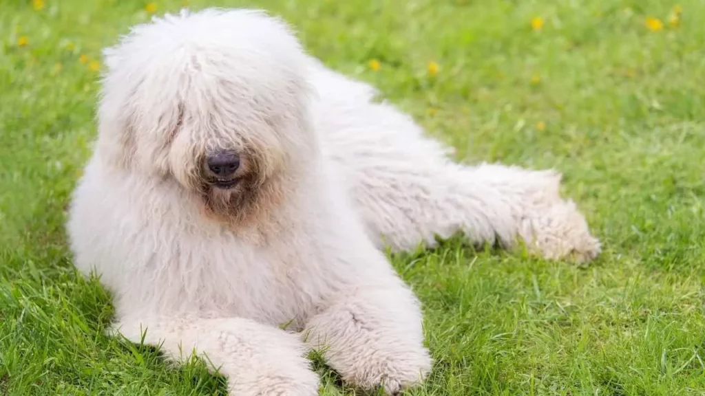 komondor