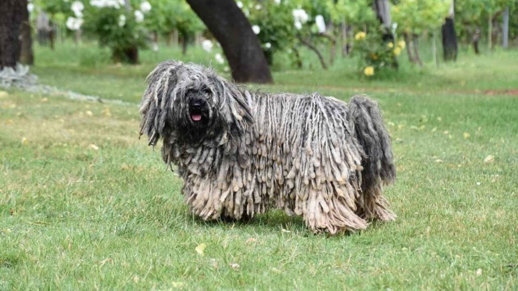 Komondor-10