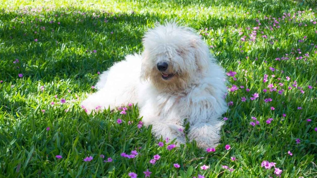 komondor