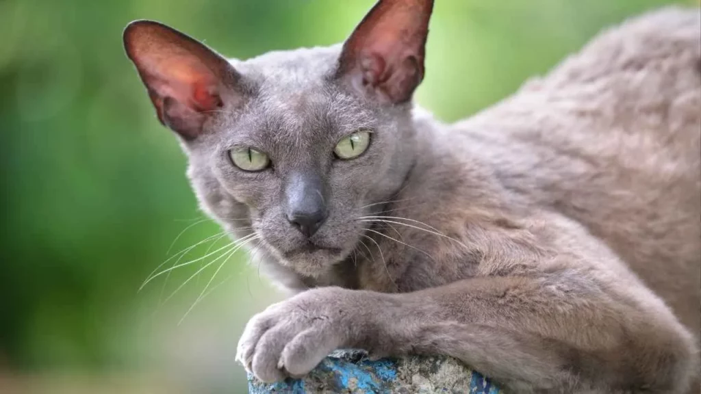 Korat
