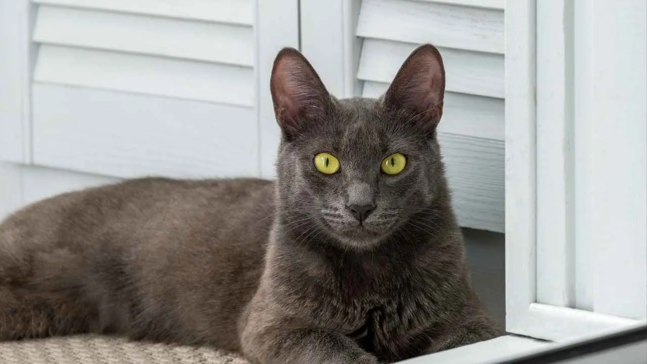 Korat