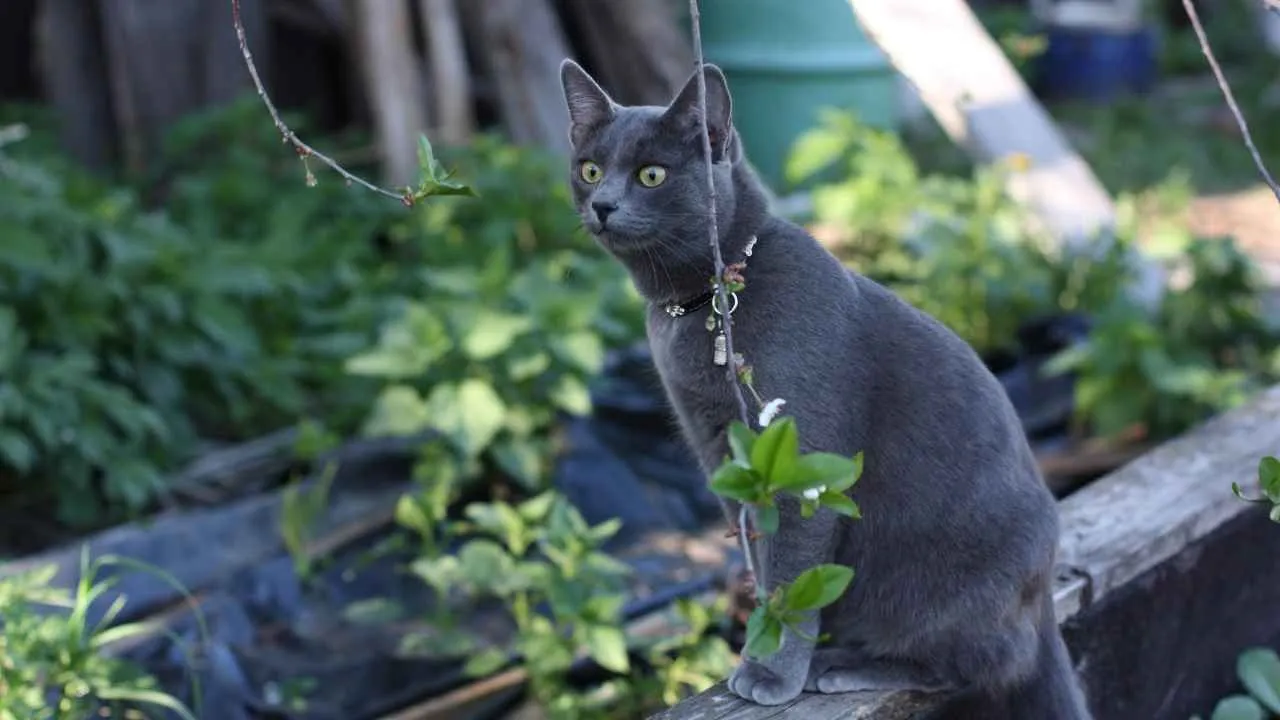 Korat