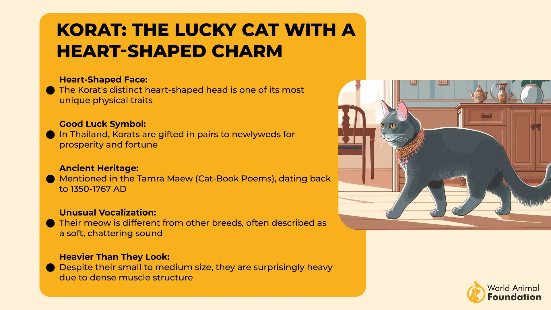 Korat The Lucky Cat with a Heart-Shaped Charm-01