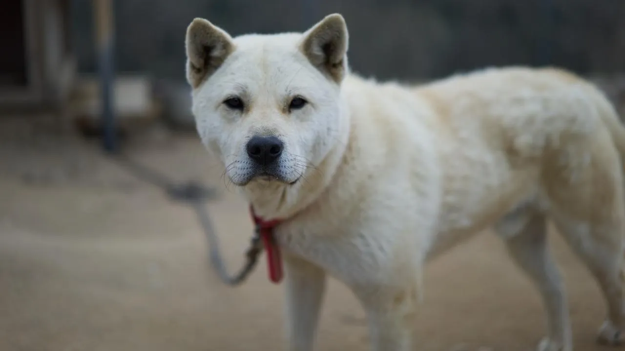 Korean Jindo