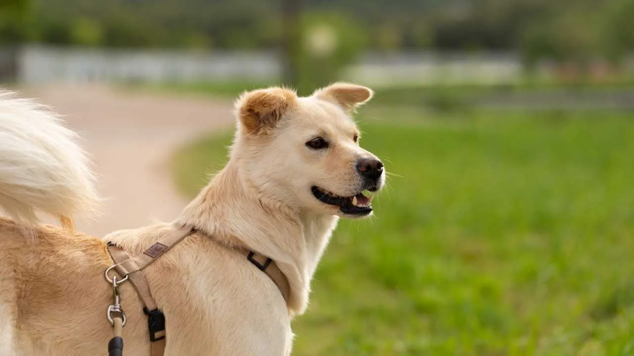 Korean Jindo