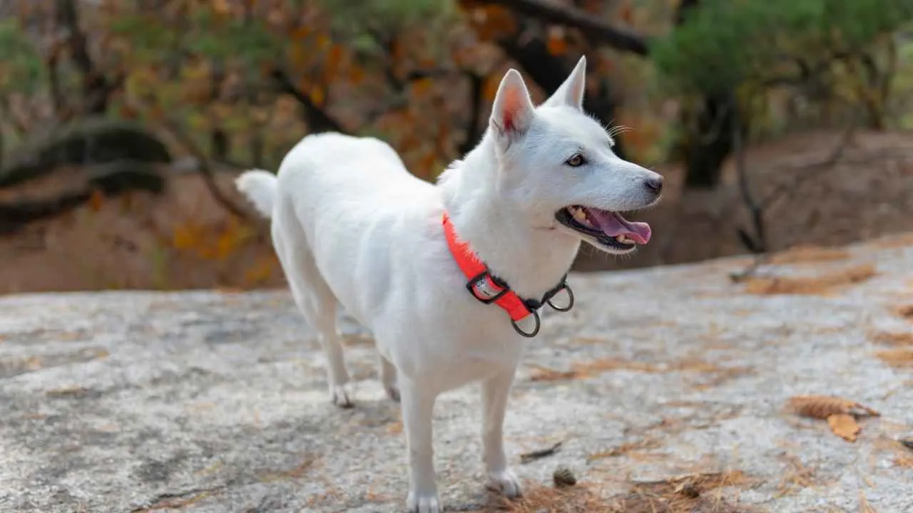 Korean Jindo