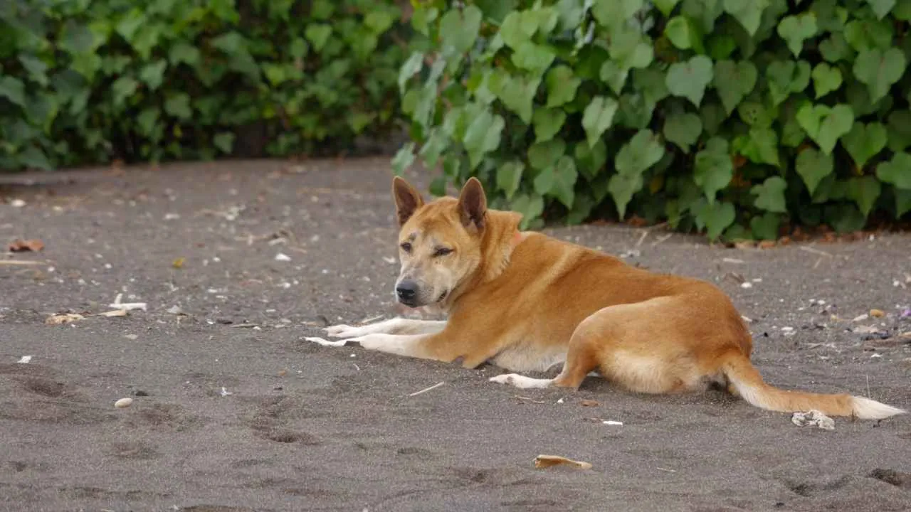 Korean Jindo