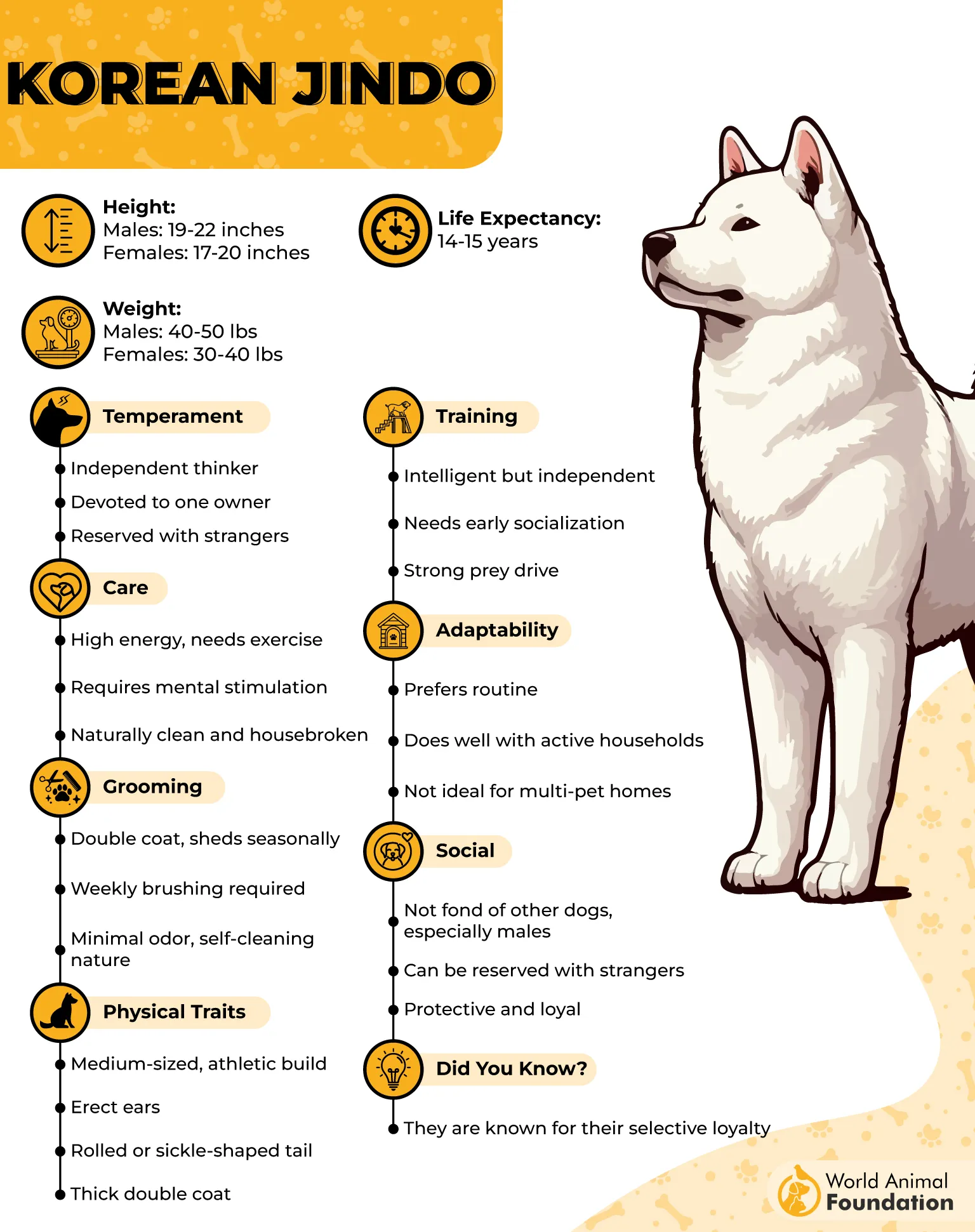 Korean Jindo Profile