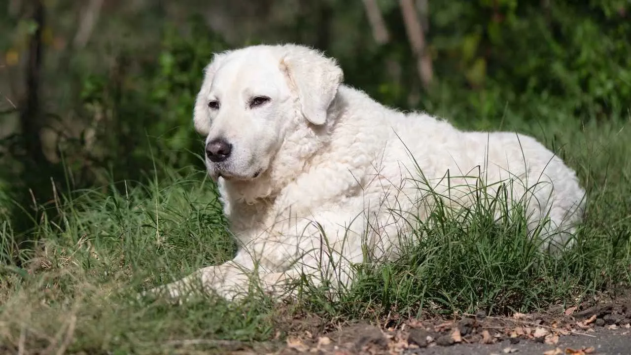 Kuvasz