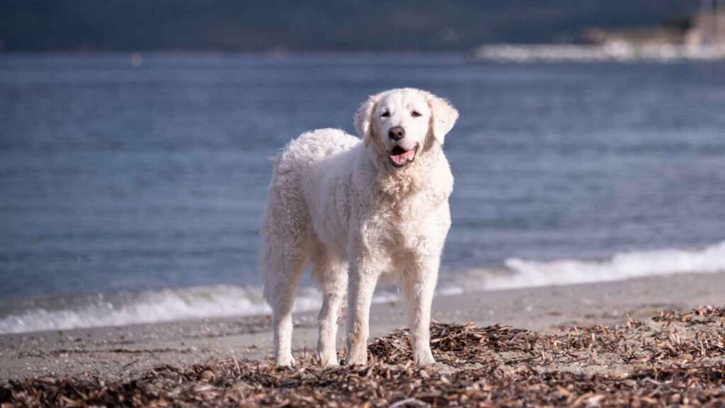 Kuvasz-12-1