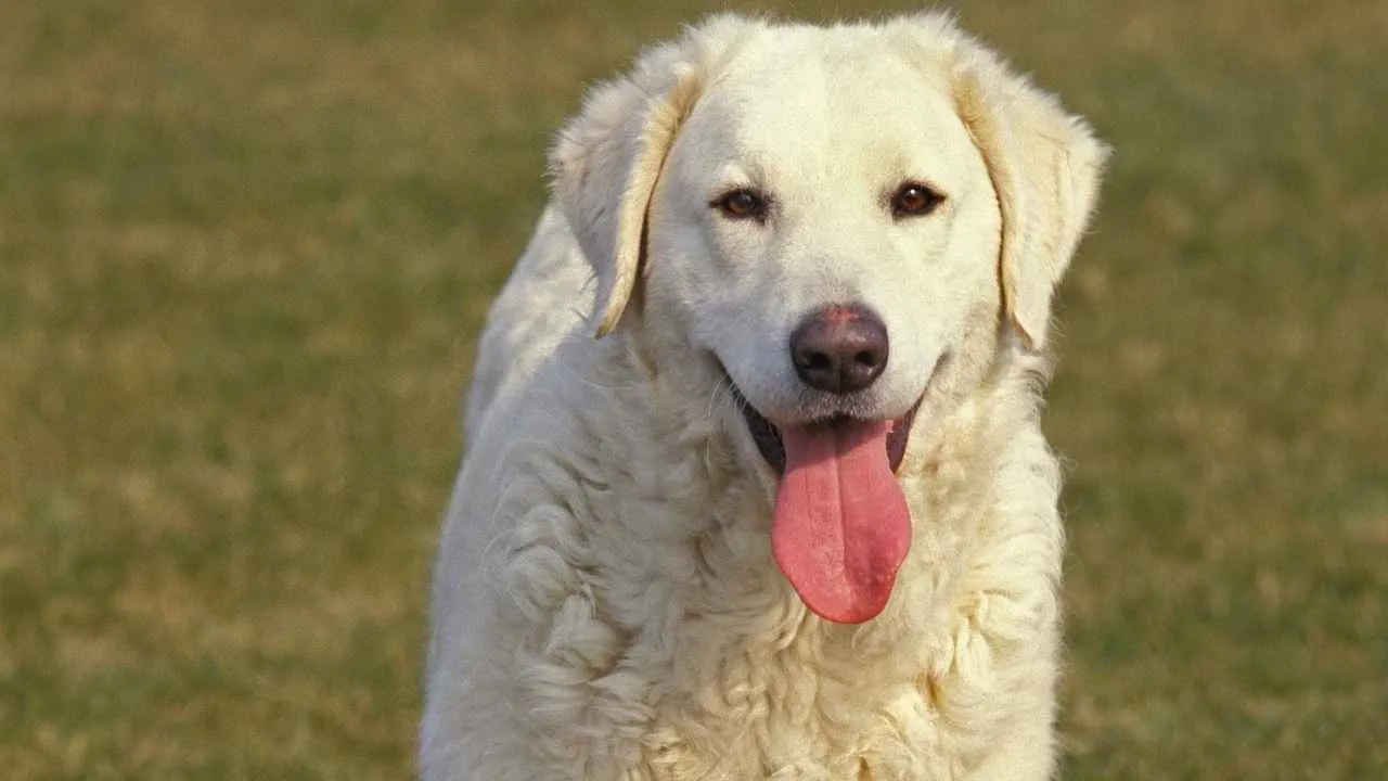Kuvasz