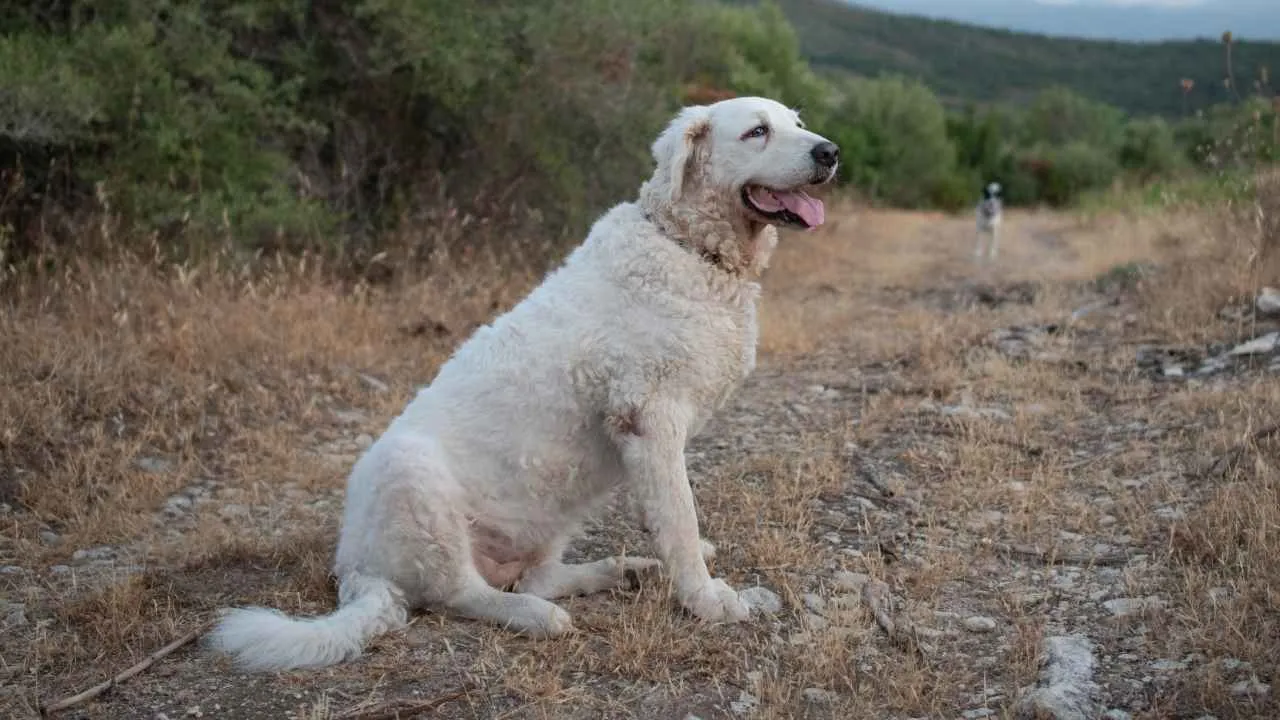 Kuvasz