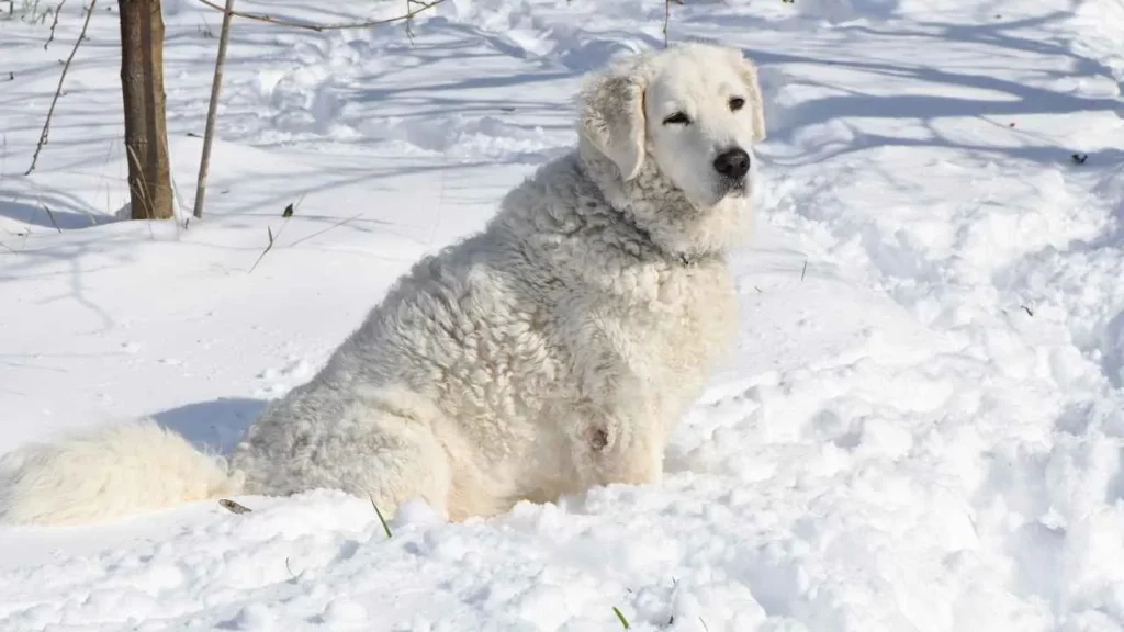 Kuvasz-16