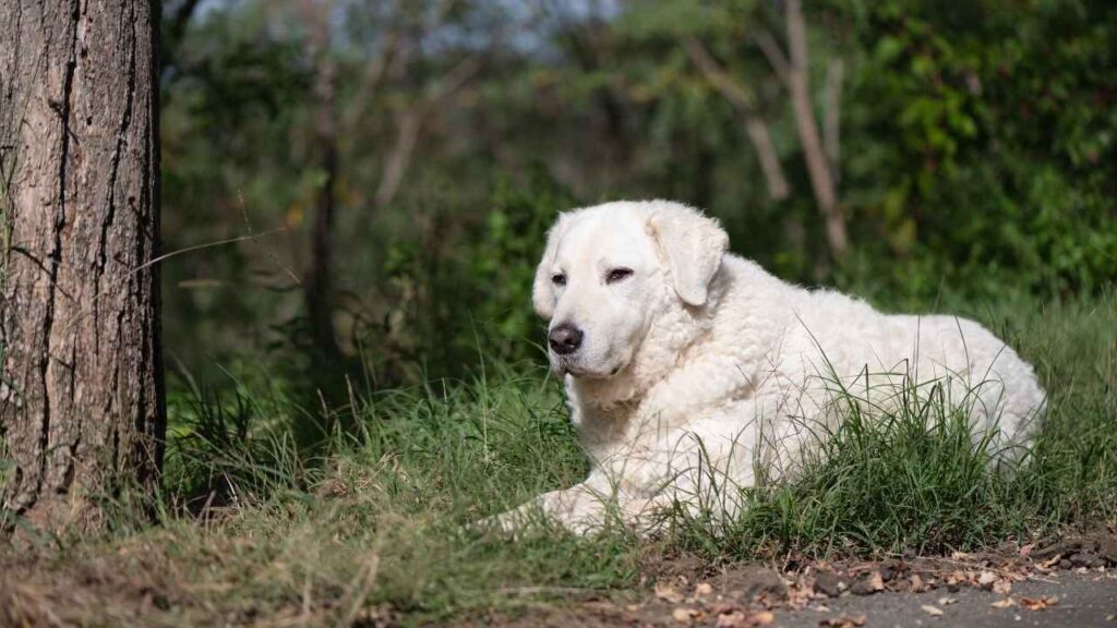 Kuvasz-5