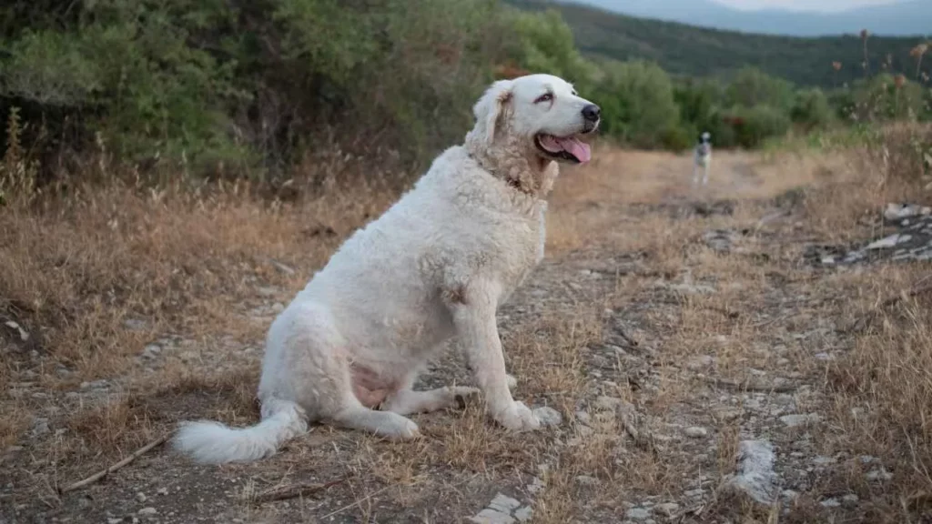 Kuvasz-9