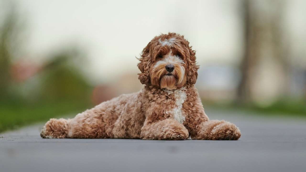 Labradoodle