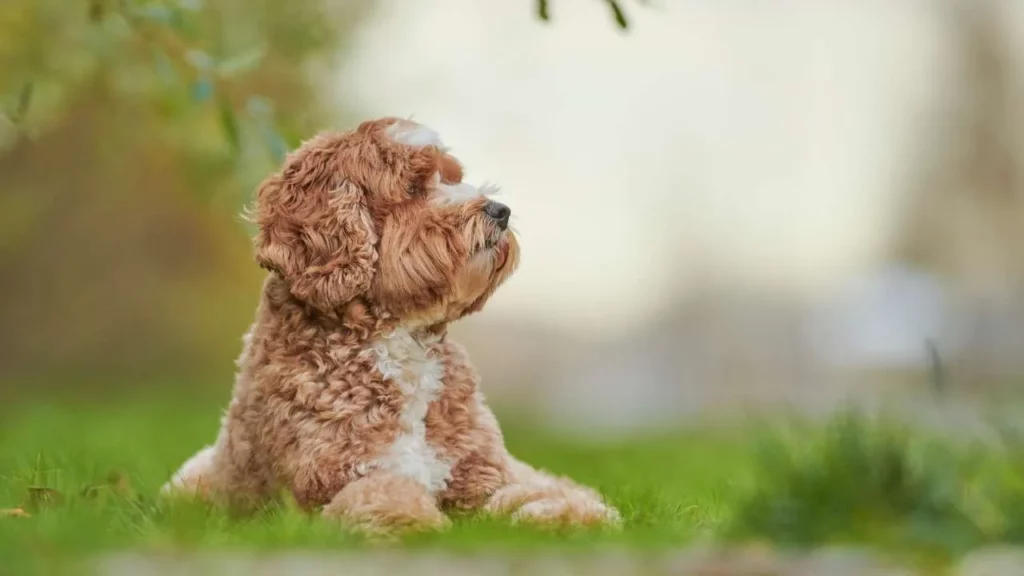 labradoodle