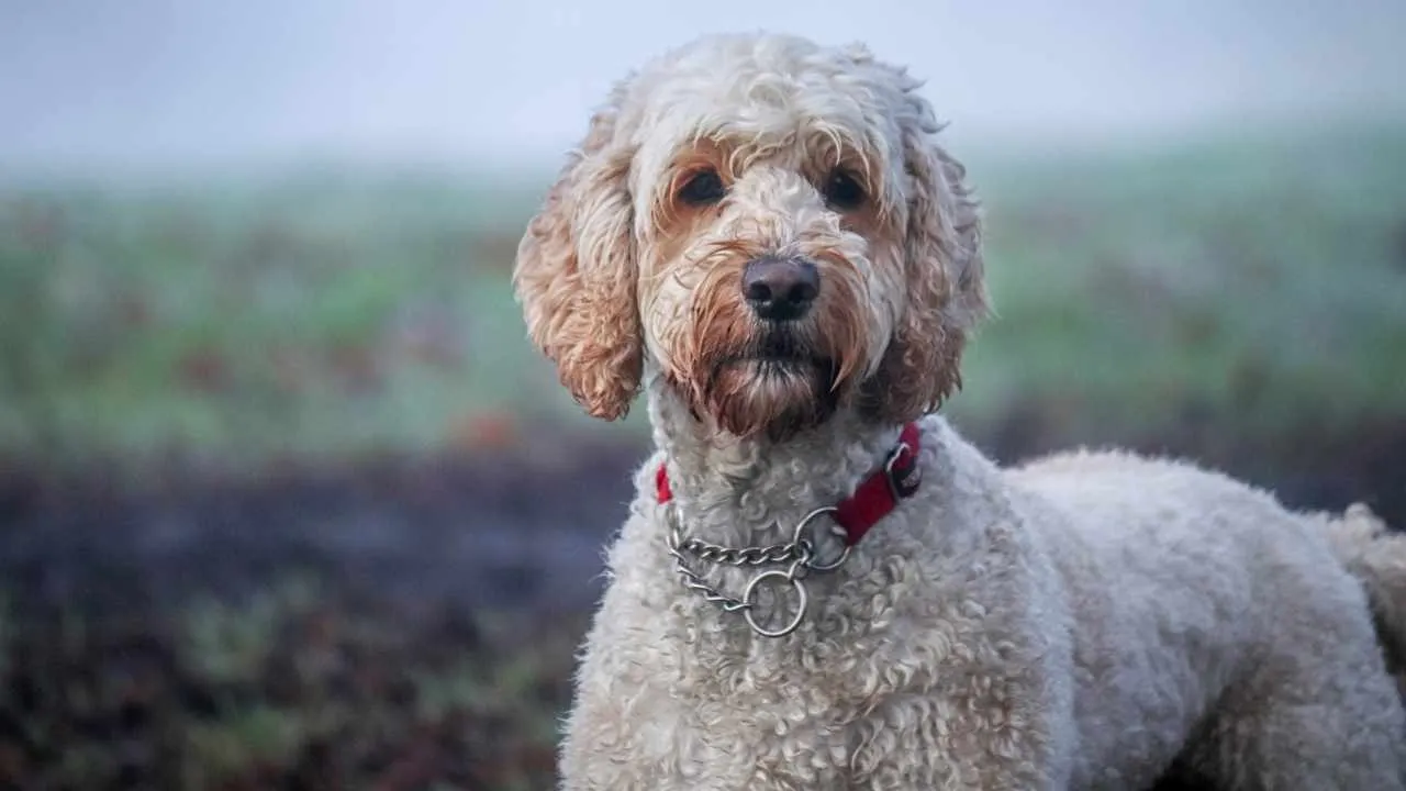 Labradoodle