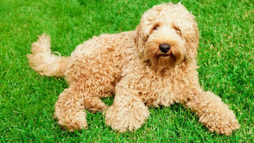 Labradoodle