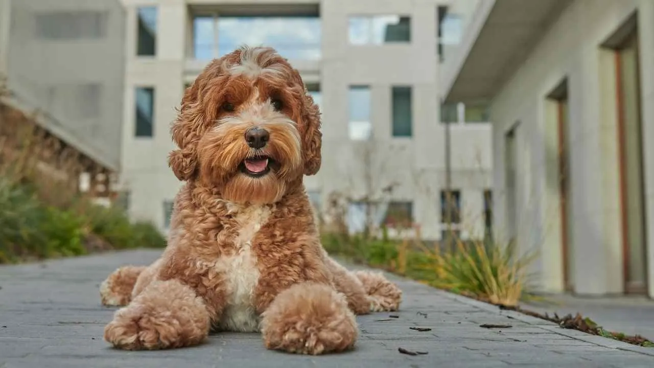 Labradoodle