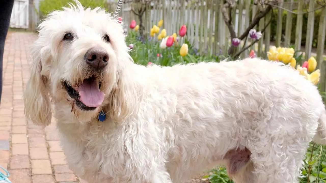 Labradoodle